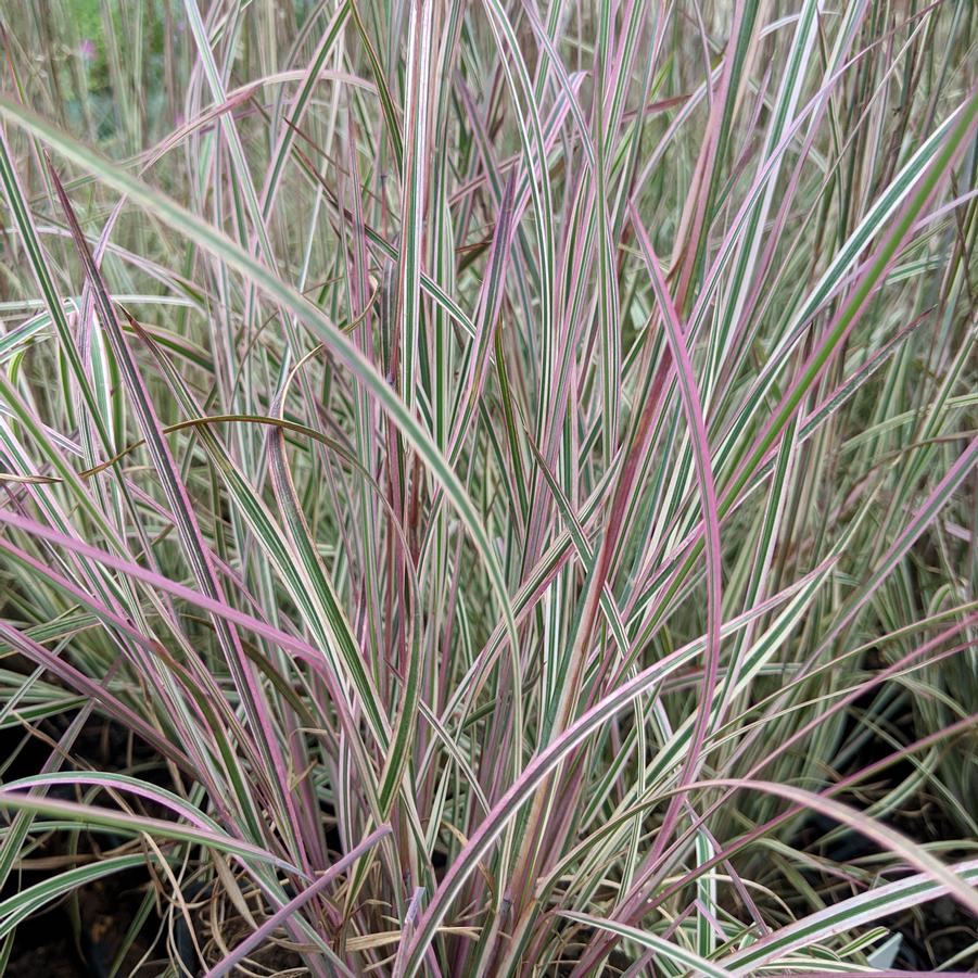 Schizachyrium Chameleon