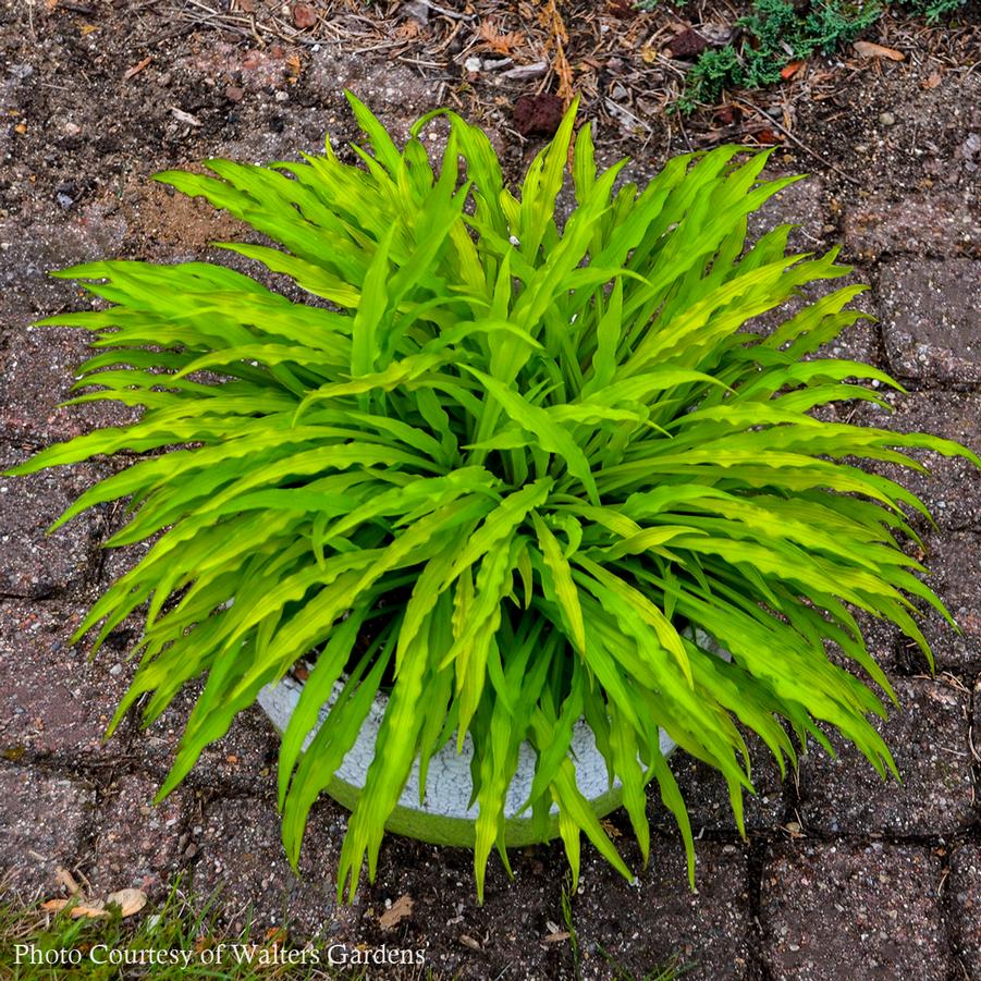 Hosta Party Streamers