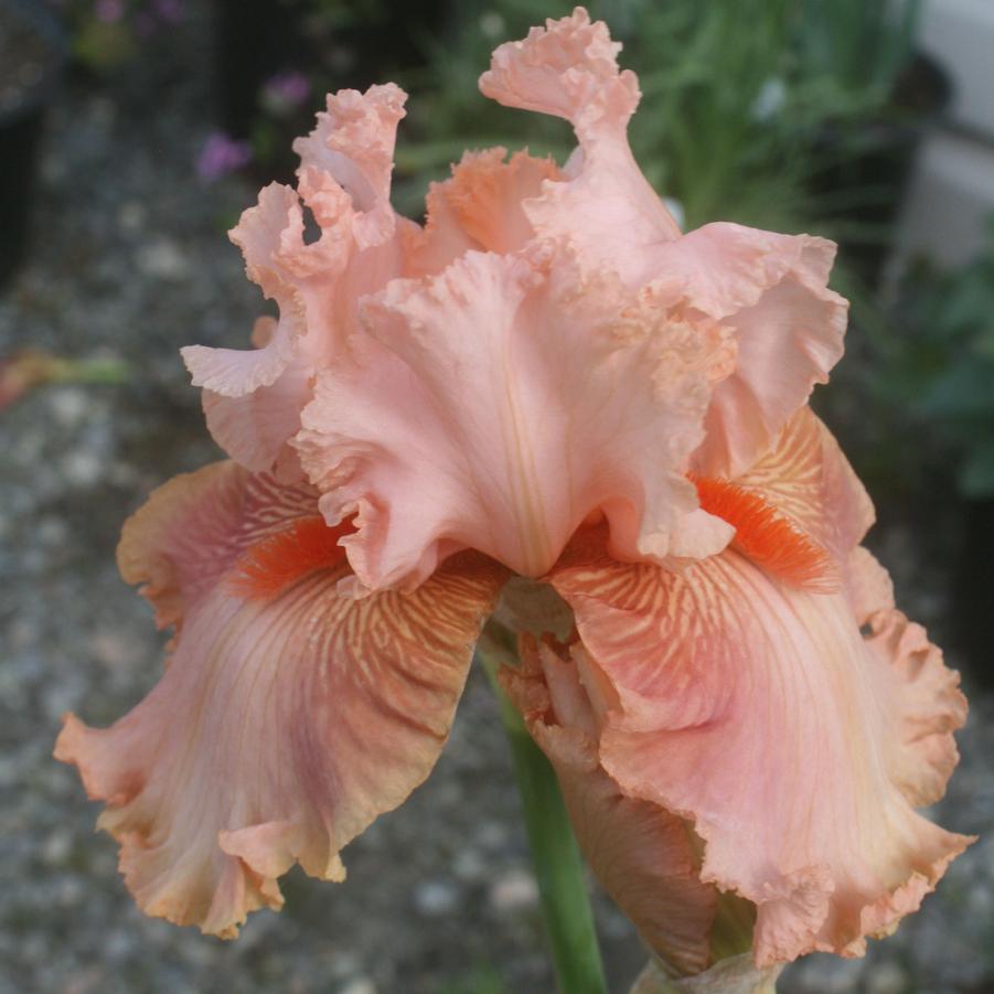 Iris germanica Augustine