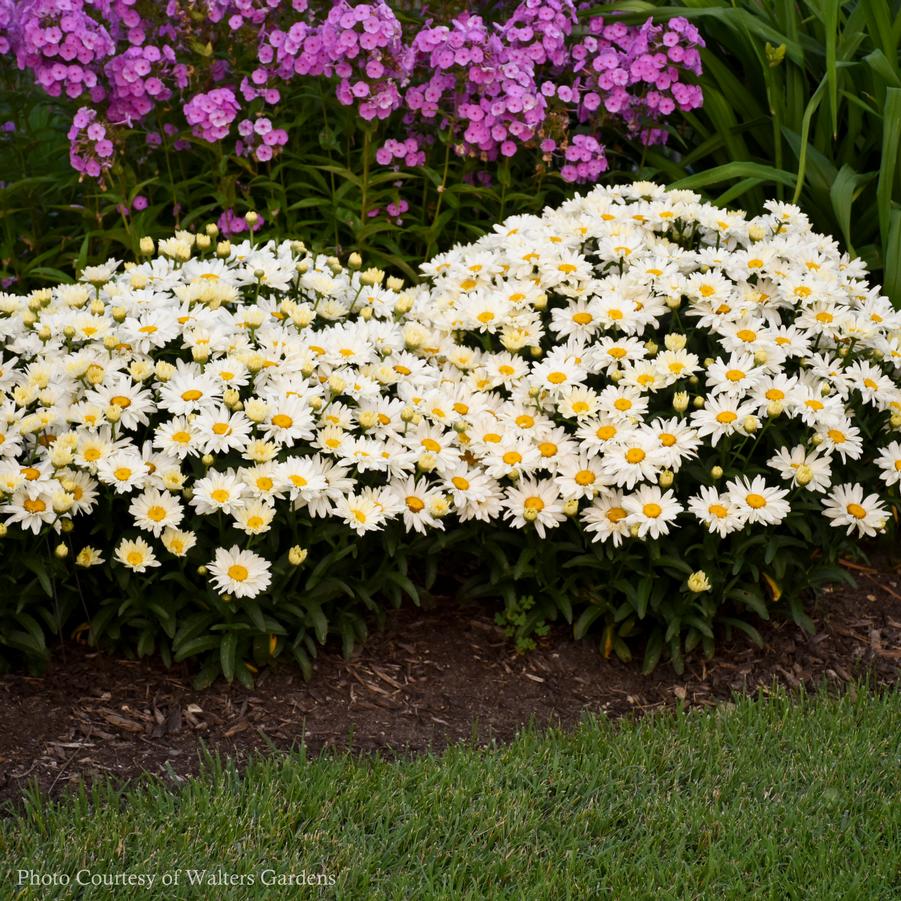 Leucanthemum superbum Spoonful of Sugar