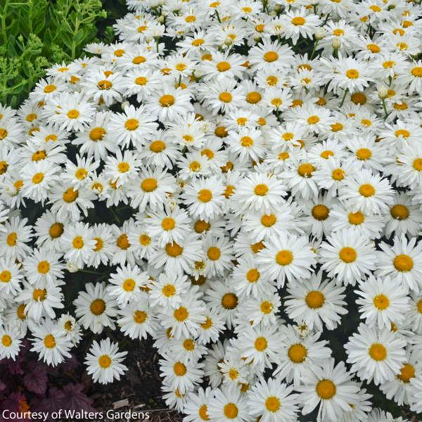 Leucanthemum superbum Whoops-a-Daisy