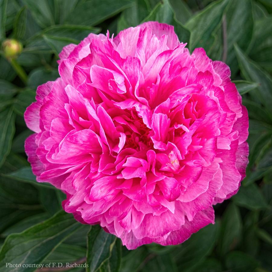 Paeonia lactiflora Joker