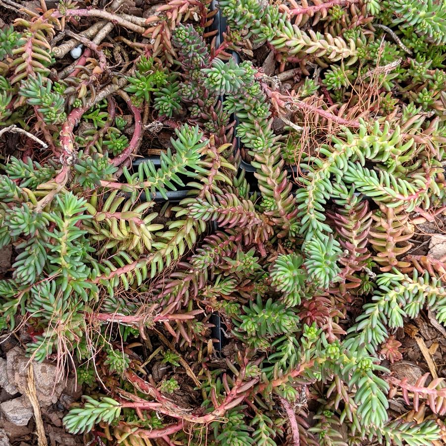 Sedum ochroleucum Red Wiggle