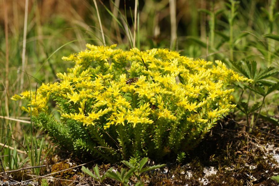 Sedum sexangulare 