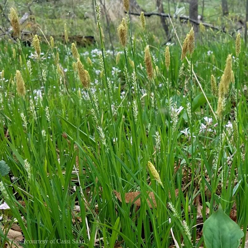 Carex woodii 