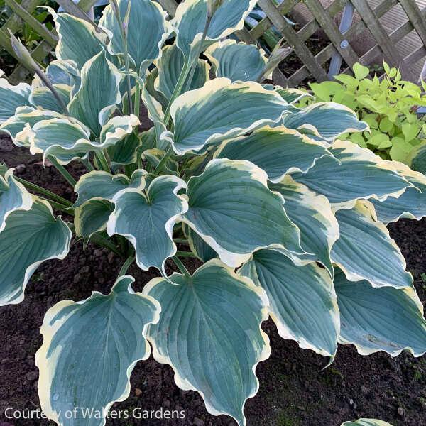 Hosta Hope Springs Eternal