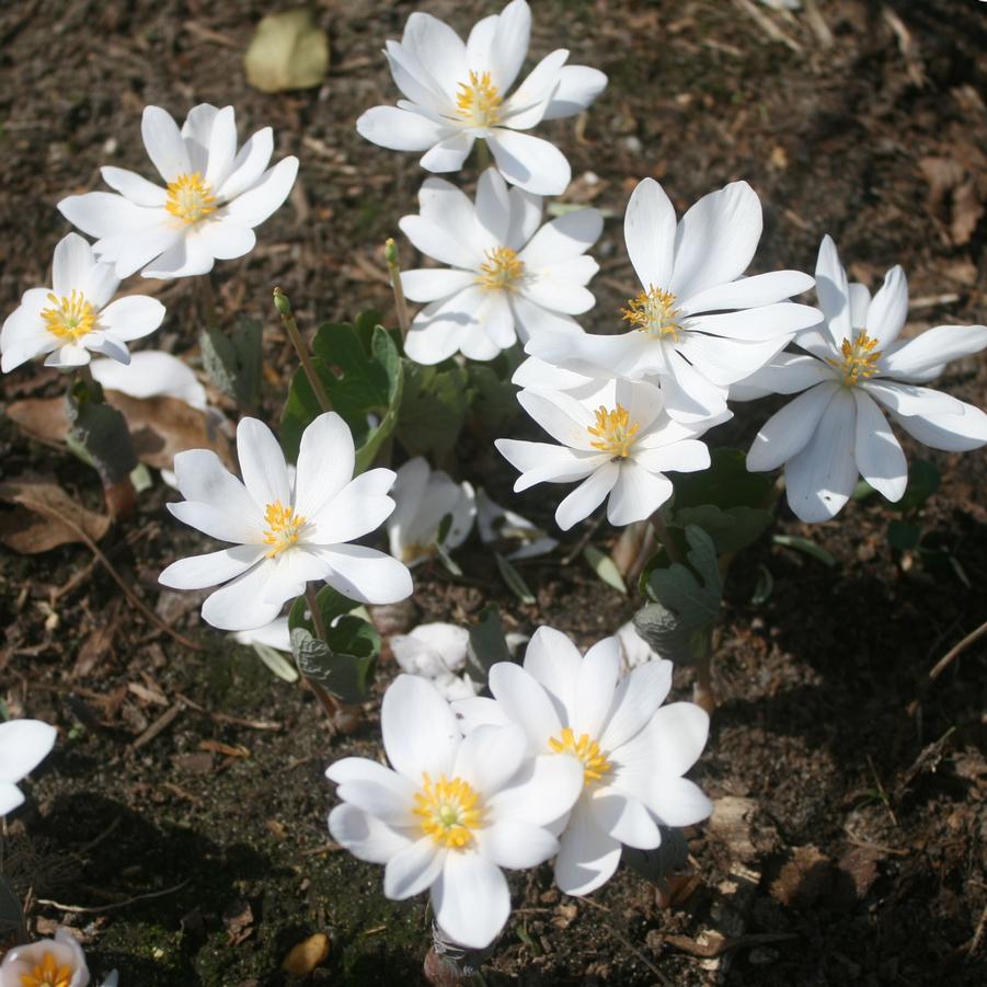 Sanguinaria canadensis 