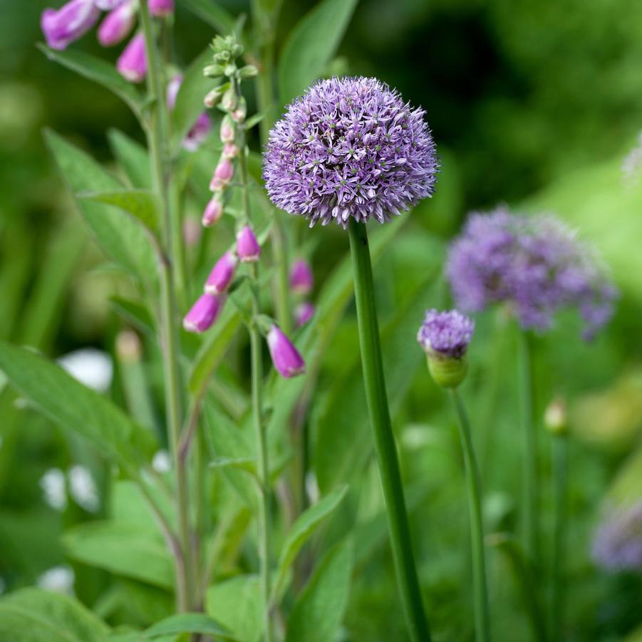 Allium 'Gladiator' 