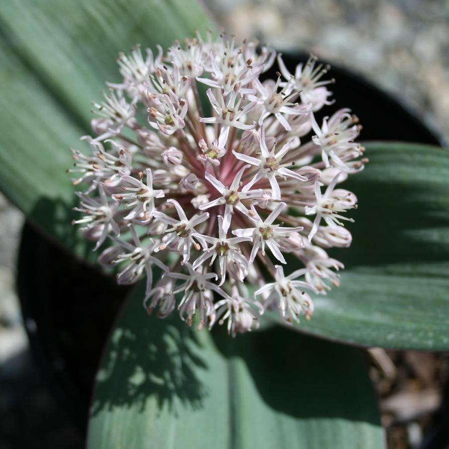 Allium karataviense 