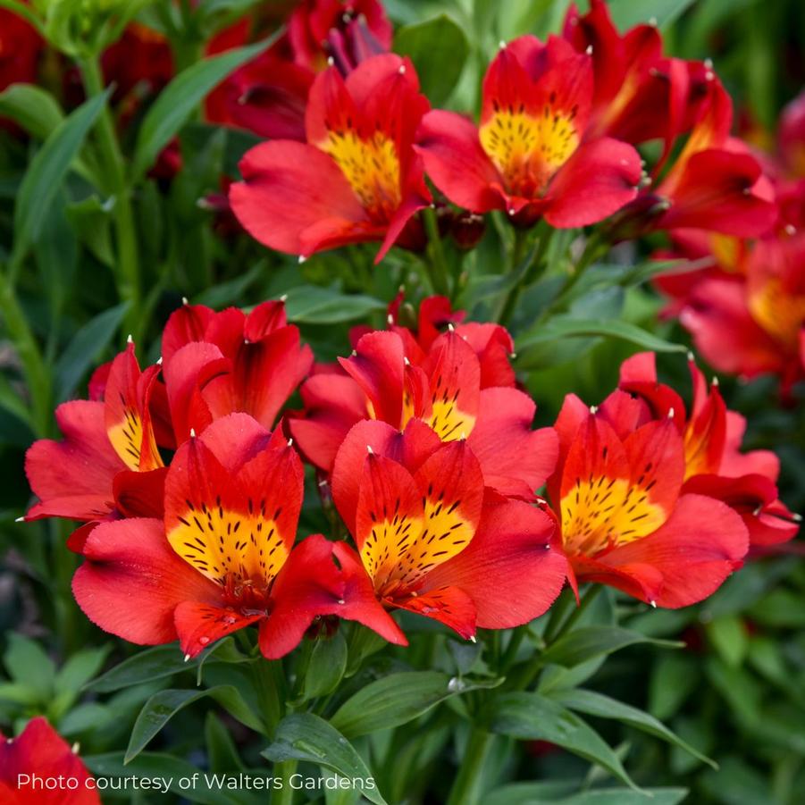 Alstroemeria 'Summer Heat' 