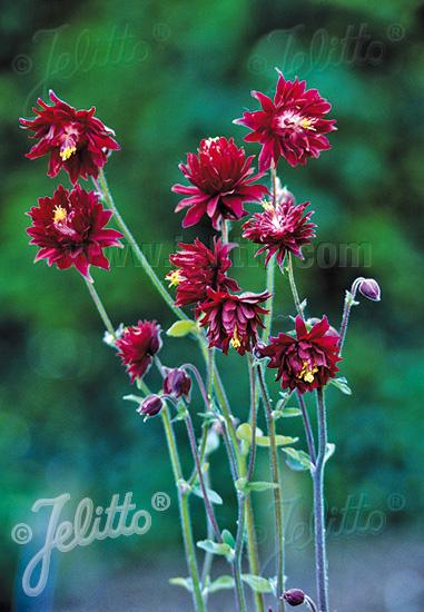 Aquilegia vulgaris 'Ruby Port' 