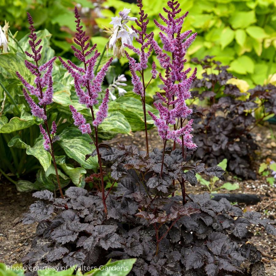 Astilbe 'Dark Side of the Moon' 