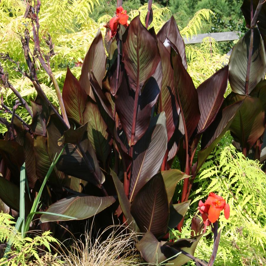 Canna australis 