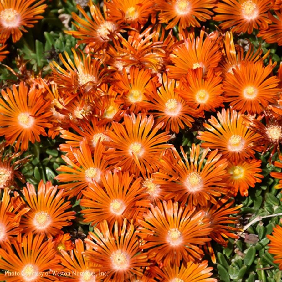 Delosperma 'Orange Vibe' Orange Sunset™ 