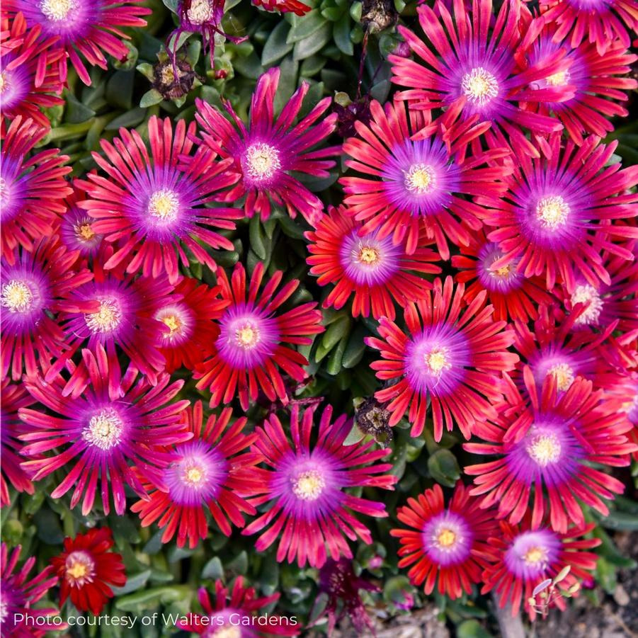 Delosperma 'Razzle Dazzle' Kaleidoscope™ 