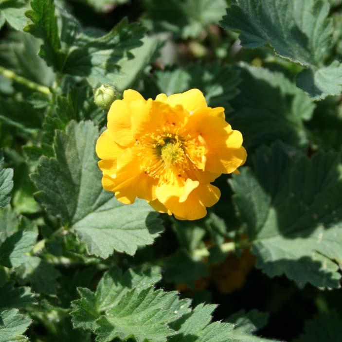 Geum flore plena 'Lady Stratheden' 