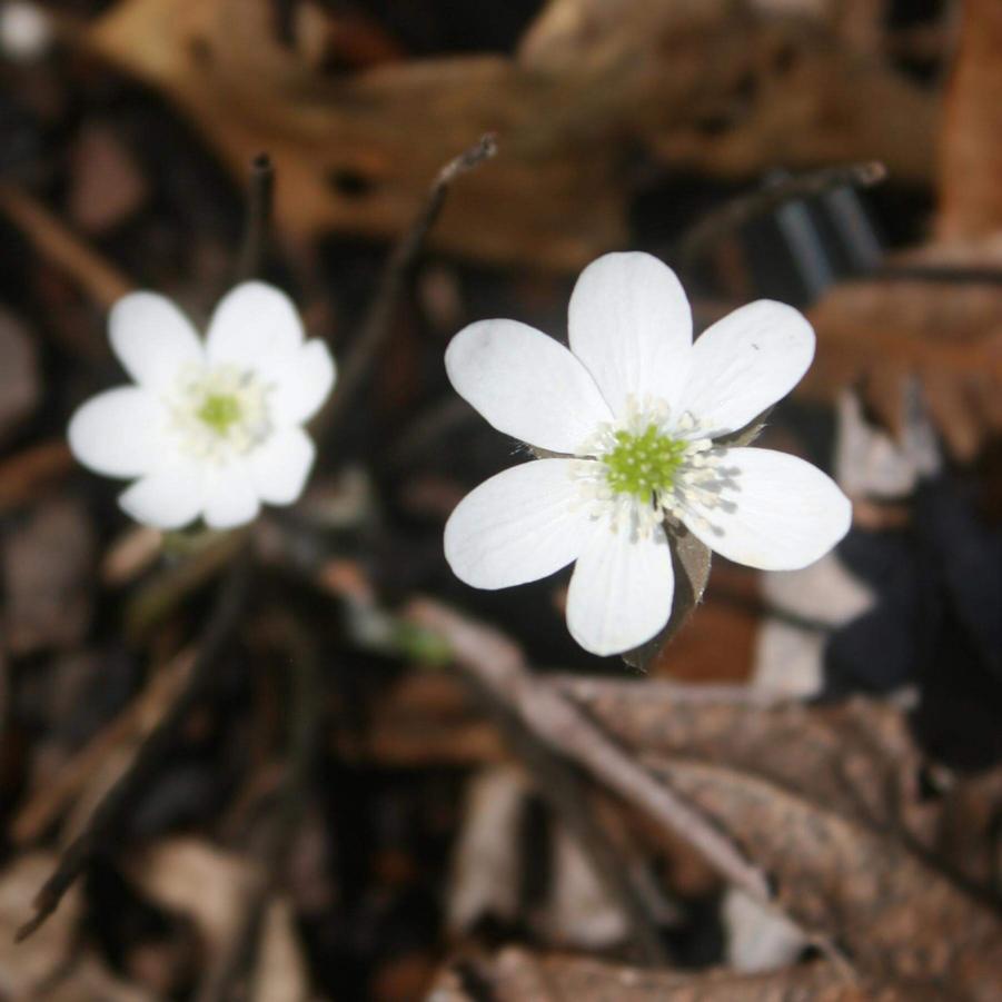 Hepatica americana 