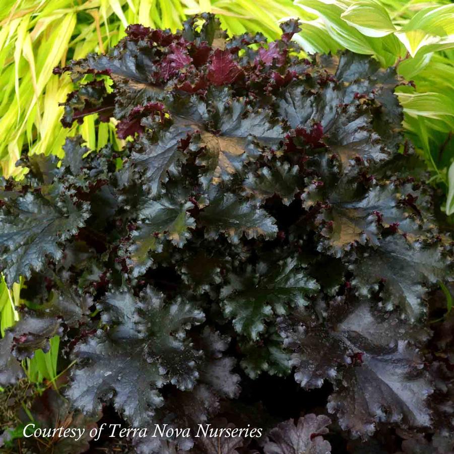 Heuchera villosa 'Black Taffeta' 