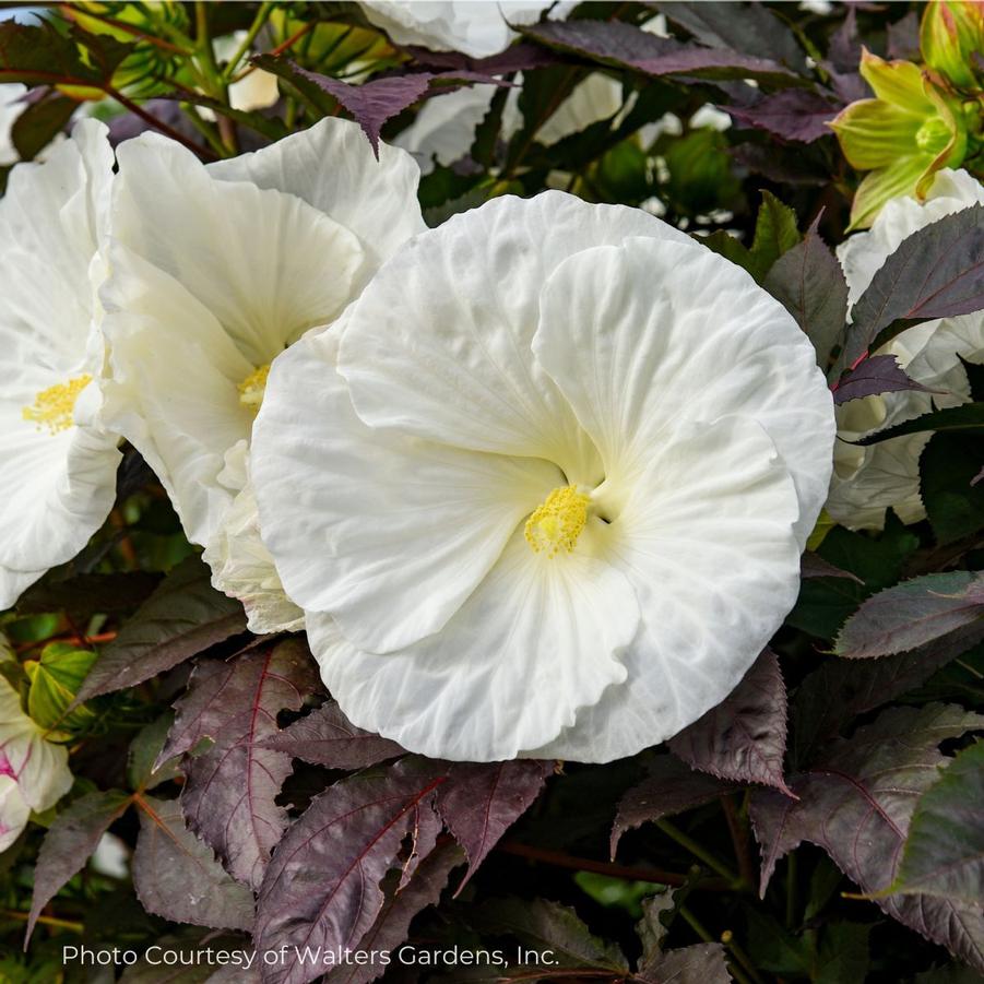 Hibiscus x 'Cookies and Cream' SUMMERIFIC™ 