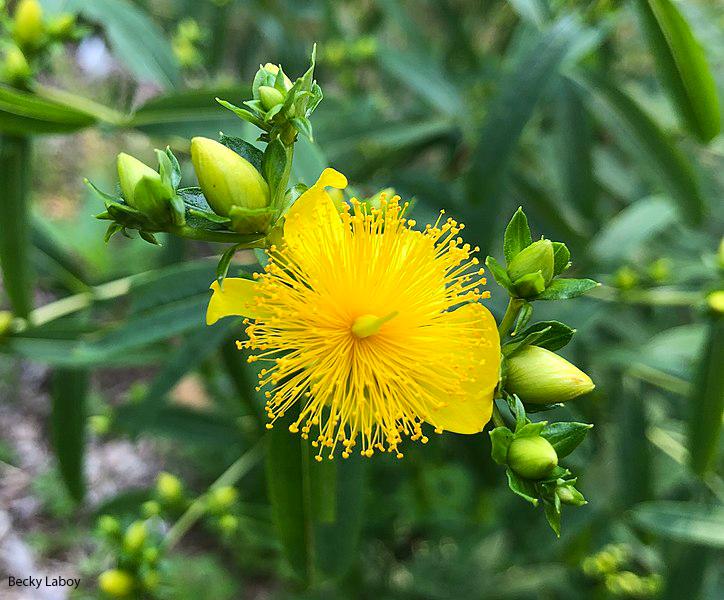 Hypericum prolificum 