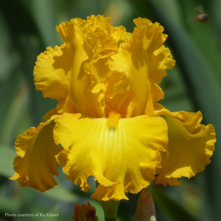 Iris germanica Big as the Moon