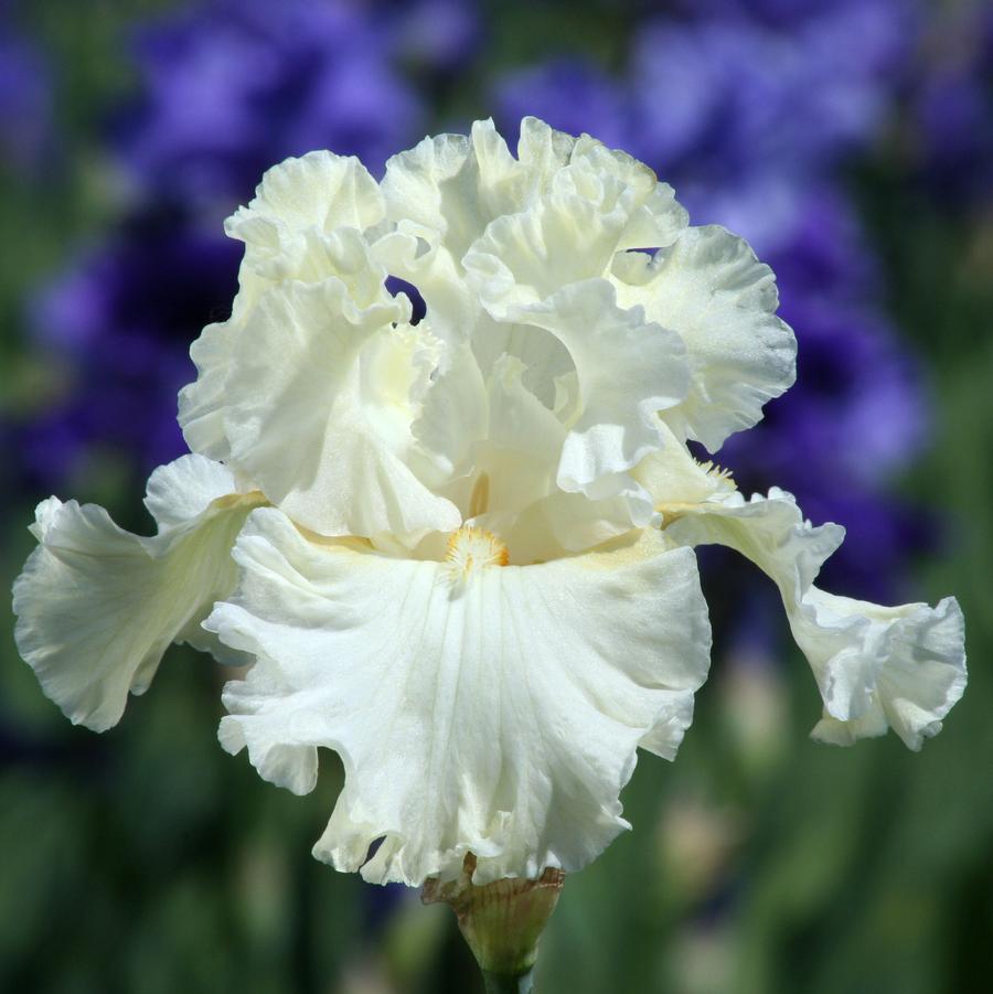 Iris germanica Boston Cream