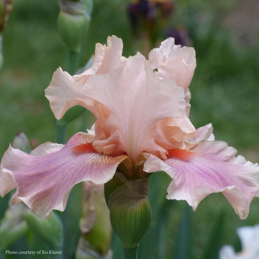 Iris germanica Entitled