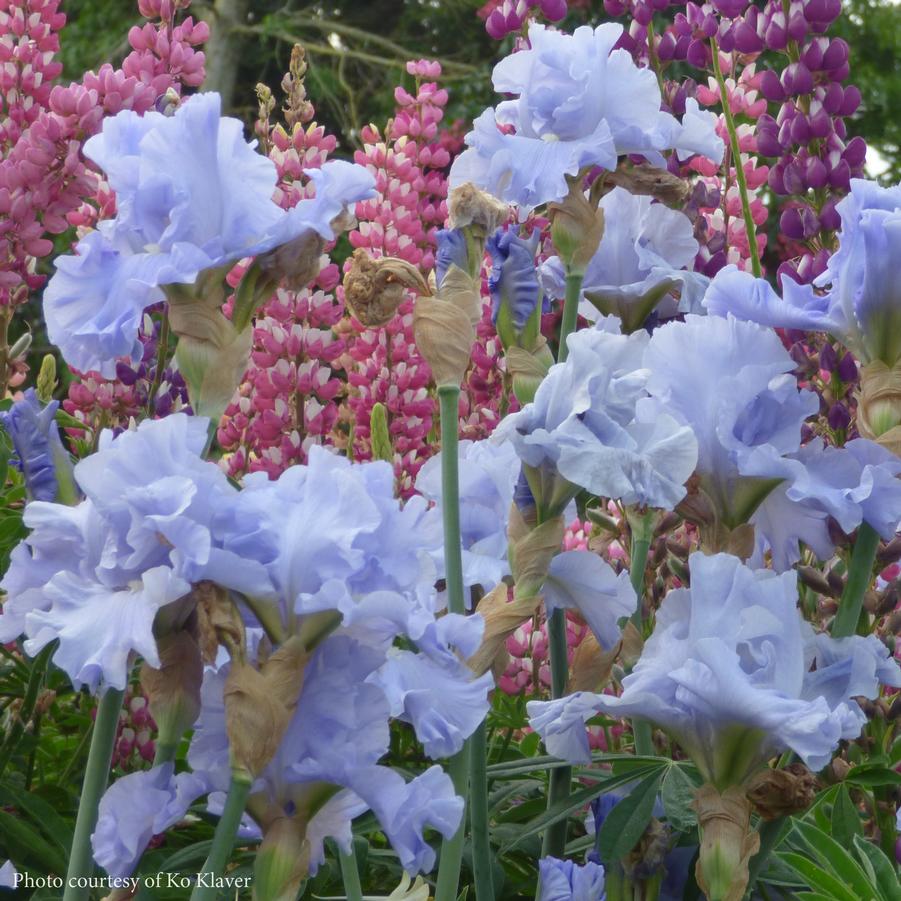 Iris germanica Nestucca Rapids