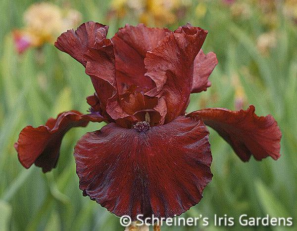 Iris germanica Red Dirt Road