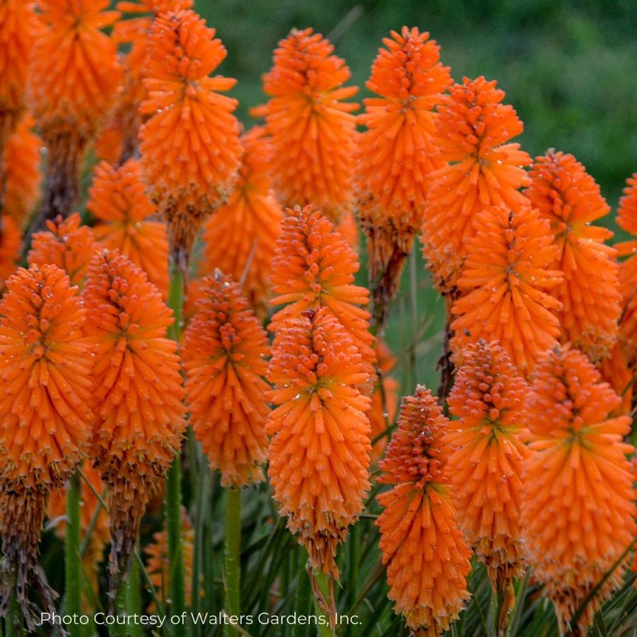 Kniphofia PYROMANIA™ Orange Blaze