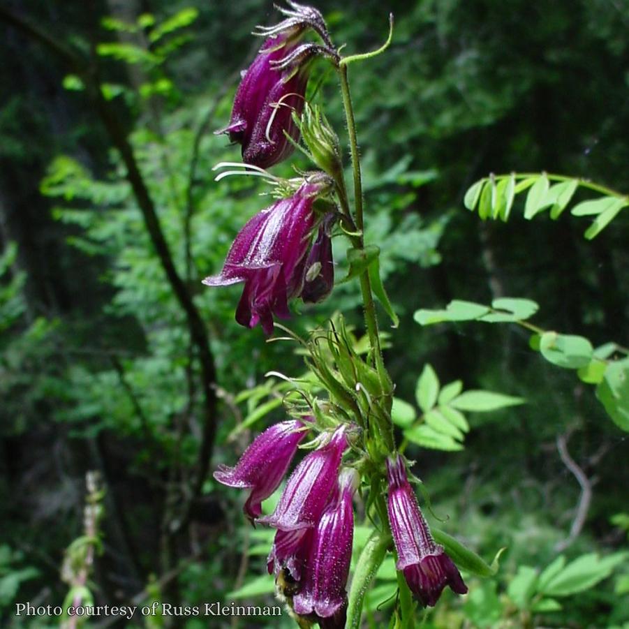 Penstemon whippleanus 