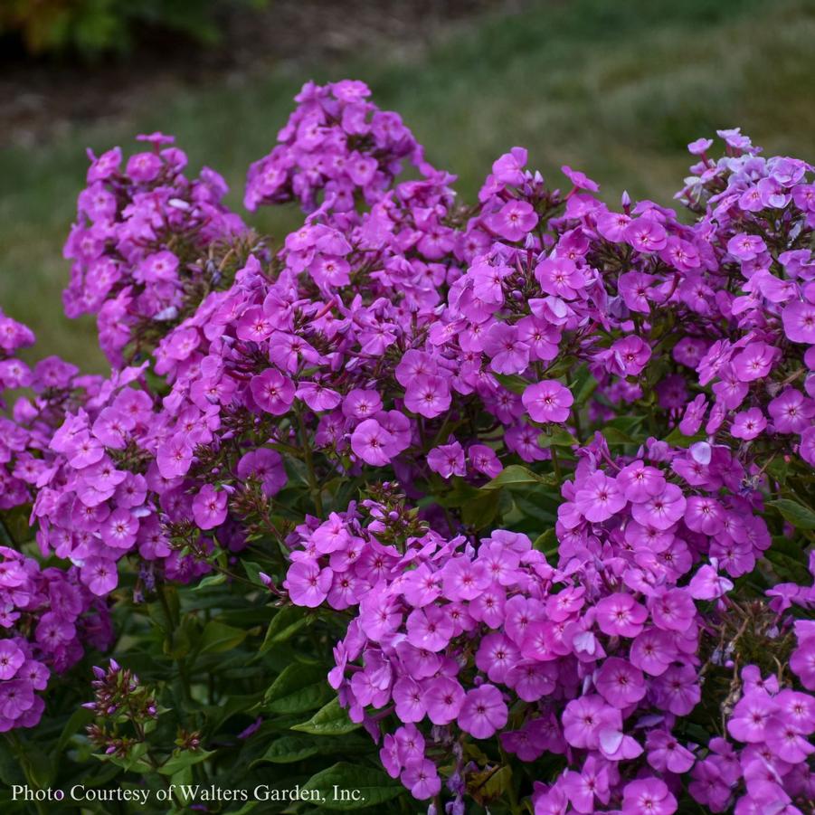 Phlox paniculata Garden Girls­® Cover Girl