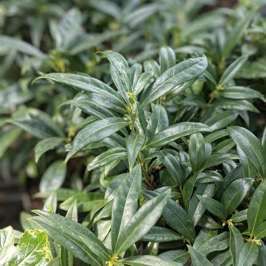 Sarcococca hookeriana var. humilis