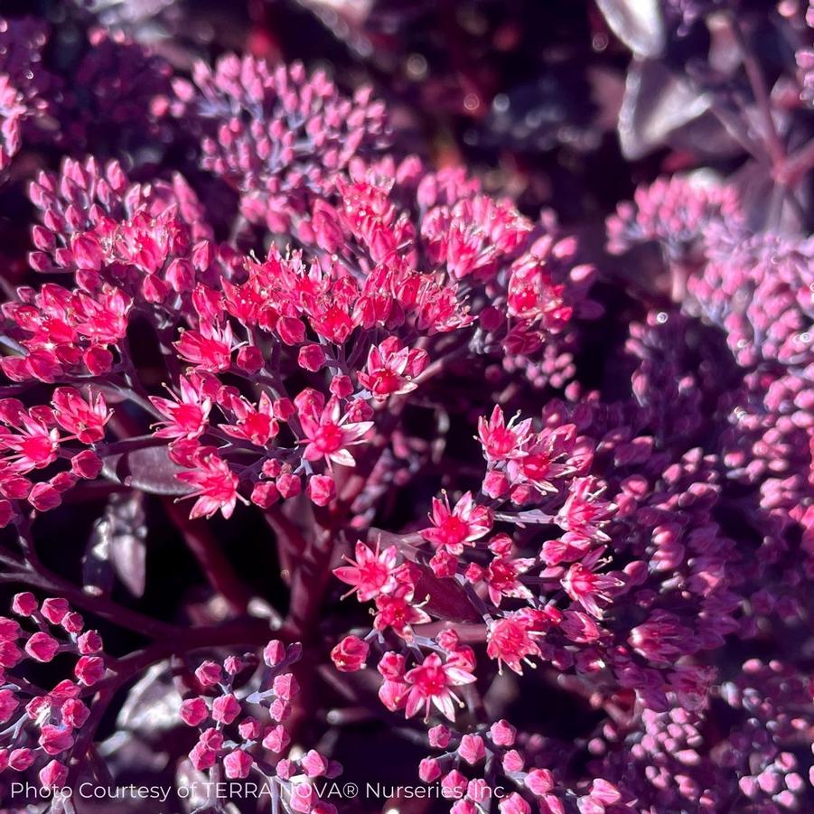 Sedum Nova® Cherry Fizz