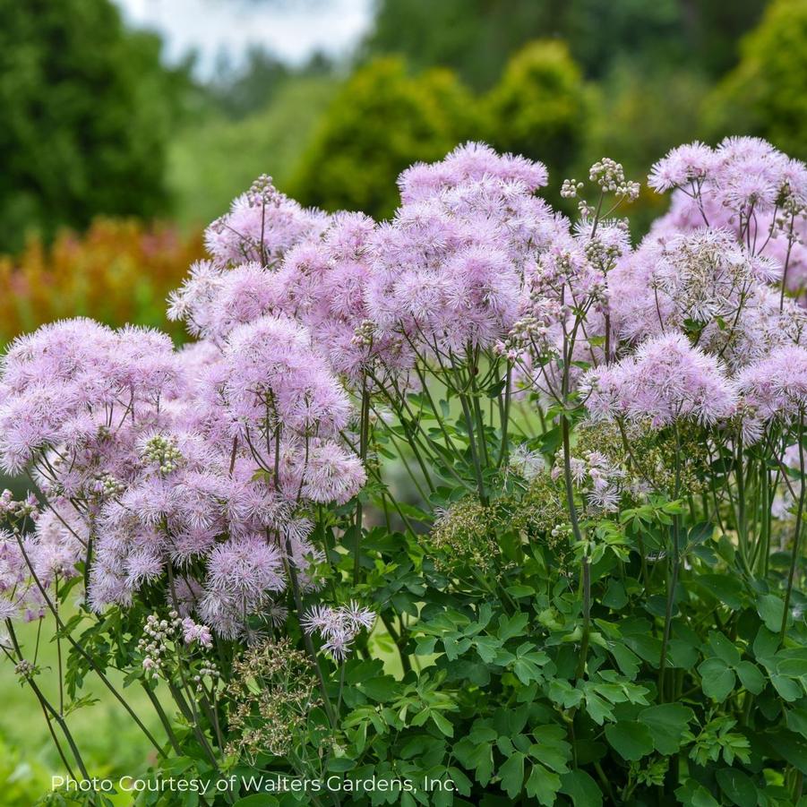 Thalictrum aquilegifolium Cotton Candy