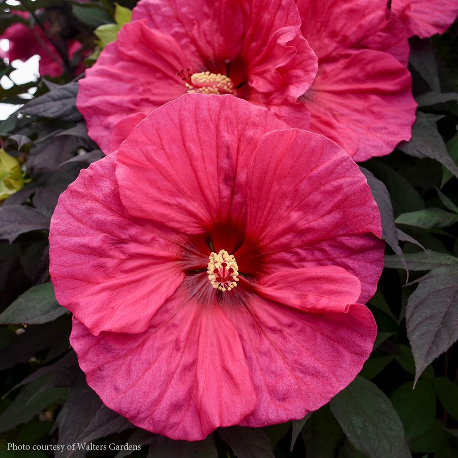 Hibiscus Summerific™ Evening Rose