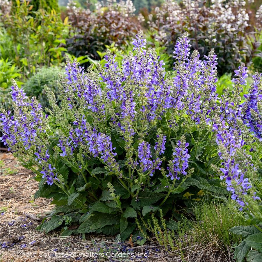 Salvia Big Sky