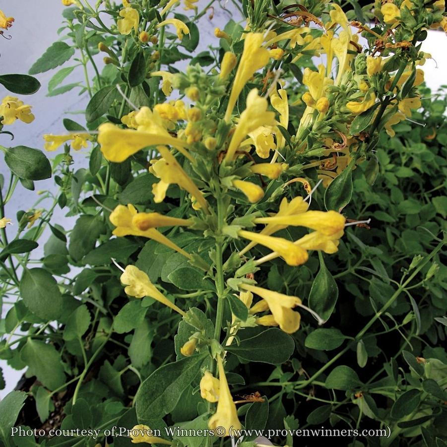 Agastache aurantiaca Arizona Sun