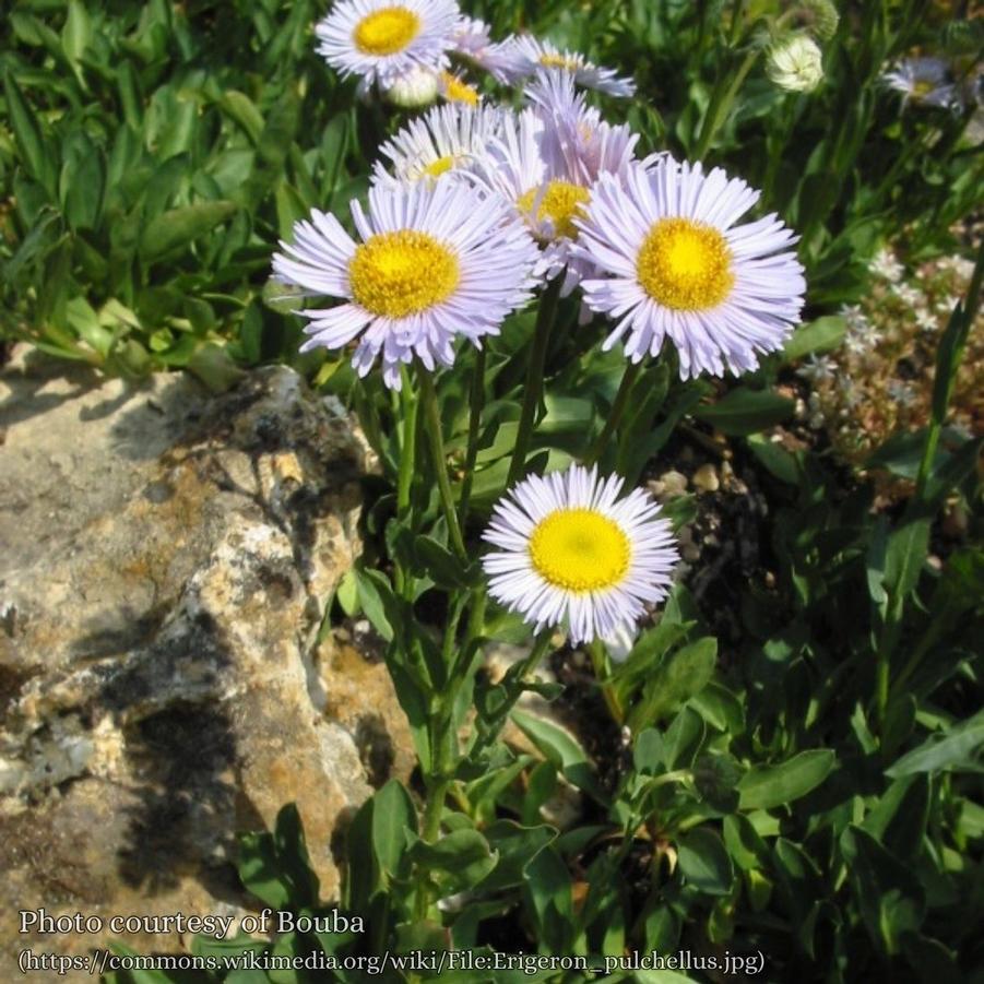 Erigeron pulchellus 