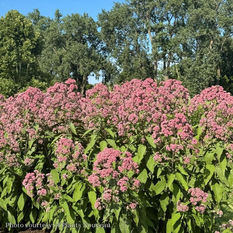 Eupatorium Jo Jo