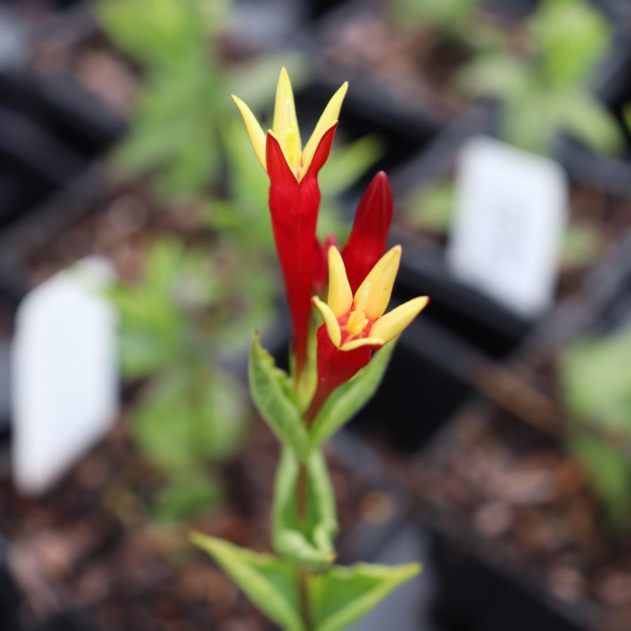 Spigelia Apple Slices