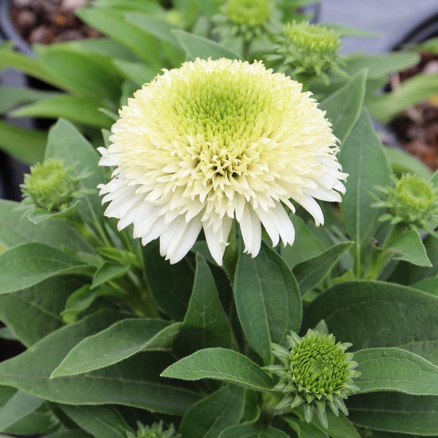 Echinacea Delightful Lace