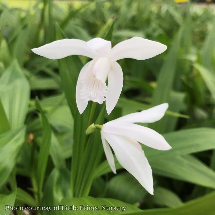Bletilla striata alba