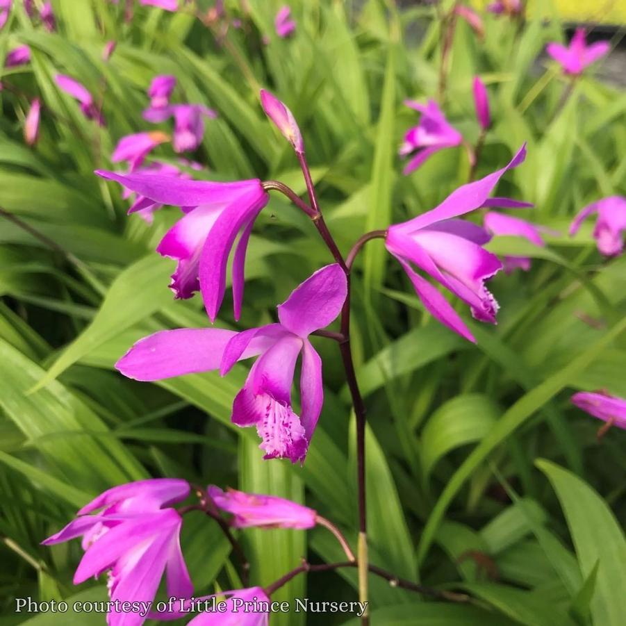 Bletilla striata Shi Ran