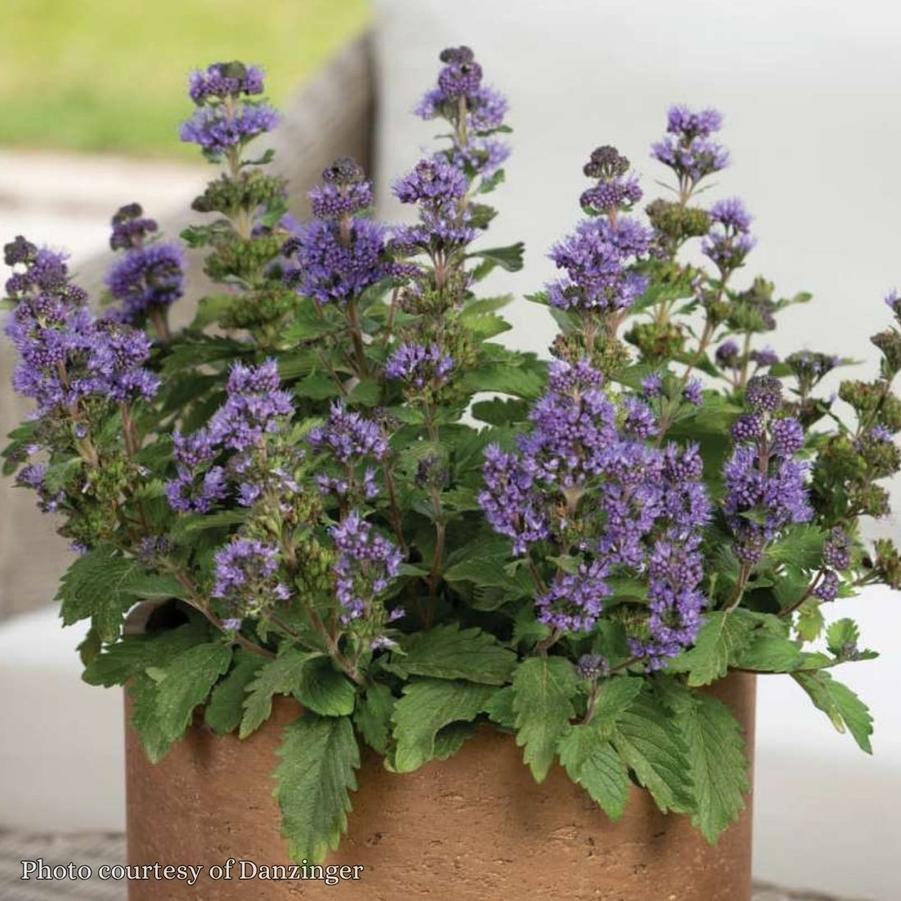 Caryopteris clandonensis Pavilion Blue