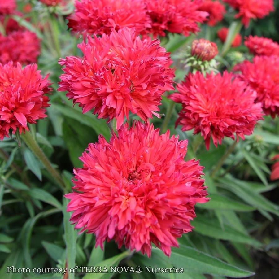Echinacea Fringe Festival