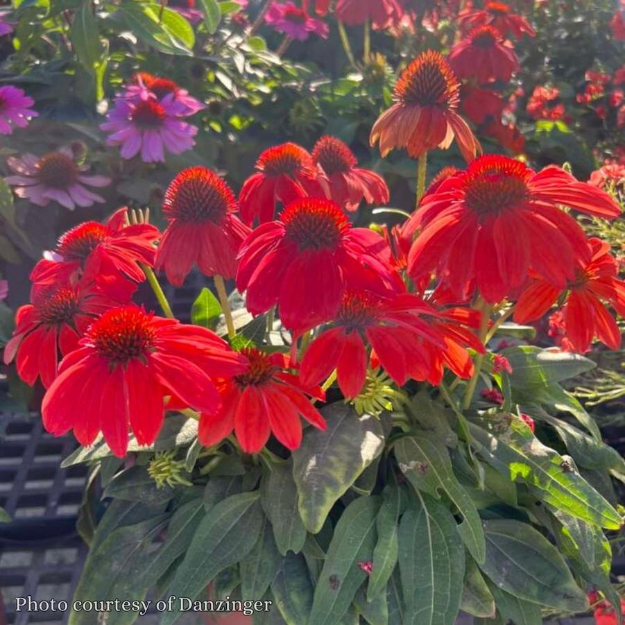 Echinacea Guatemala Papaya