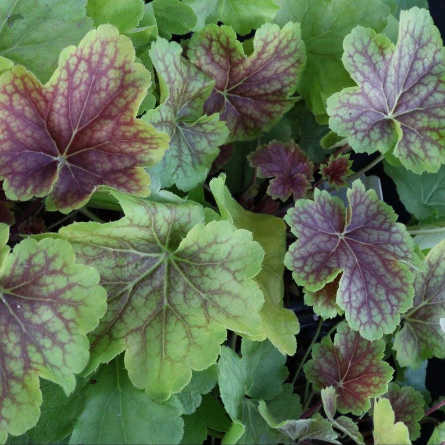 Heuchera villosa Delta Dawn