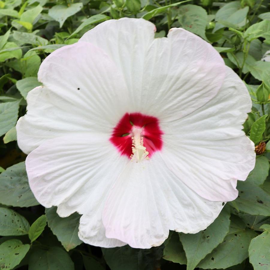 Hibiscus moscheutos Luna White