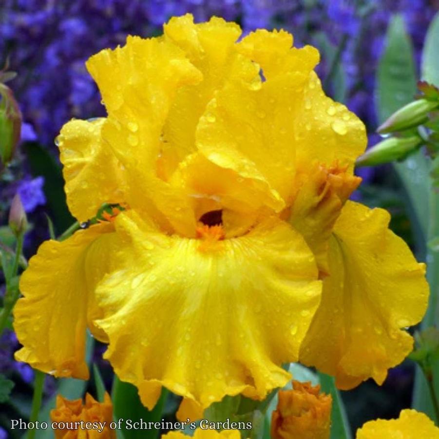 Iris germanica Here Comes the Sun